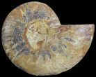 Agatized Ammonite Fossil (Half) #68828-1
